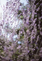 Russian sage, Perovskia 'Blue Spire'.