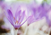 Crocus, Autumn crocus, Colchicum tenori.