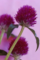 GlobeAmaranth, Gomphrena globosa.