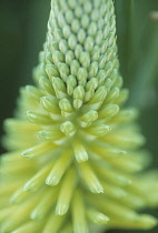 Red Hot Poker, Kniphofia 'Percy's Pride'.