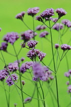 Verbena, Brazilian verbena, Verbena bonariensis.