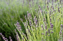 Lavender, Lavandula augustifolia.