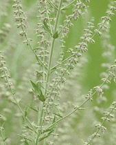 Russian sage, Perovskia 'Blue Spire'.