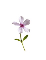 Periwinkle, Vinca minor.