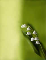 Lily-of-the-valley, Convallaria majalis.