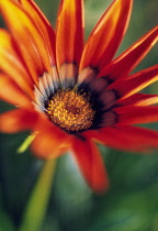 Gazania, Treasure flower, Gazania 'Kiss bronze'.