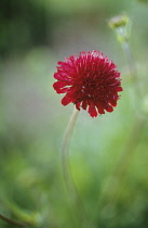 Scabious, Knautia macedonica lyrophylla.