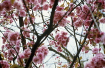 Cherry, Prunus 'Amanogawa'.