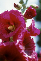 Hollyhock, Alcea rosea.