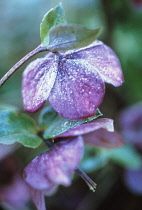 Hellebore, Helleborus orientalis.