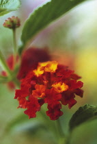 Lantana, Lantana camara.