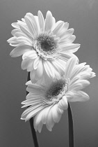 Gerbera.