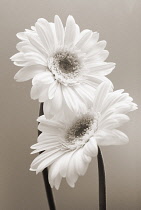 Gerbera.