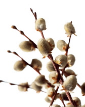 Pussy Willow, Salix caprea.