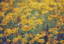 Marigold, French marigold, Tagetes signata.