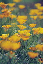 Poppy, Californian poppy, Eschscholzia californica.