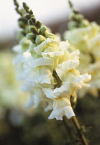 Snapdragon, Antirrhinum 'Royal bride'.