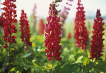 Lupin, Lupinus 'Morello Cherry'.