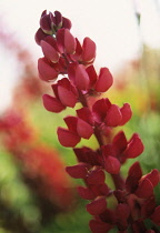 Lupin, Lupinus 'Morello Cherry'.