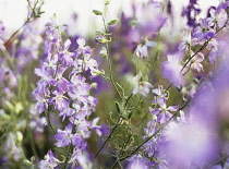 Larkspur, Consolida 'Frosted skies'.