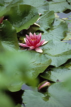 Waterlily, Salix.