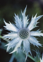 Sea Holly, Miss Wilmott's ghost, Eryngium giganteum 'Miss Wilmott's ghost'.