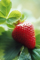 Strawberry, Fragaria x ananassa.