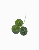 Clover, Trifolium.