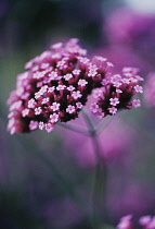 Verbena, Brazilian verbena, Verbena bonariensis.