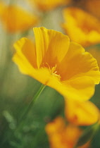 Poppy, Californian poppy, Eschscholzia californica 'Sun Shades'.