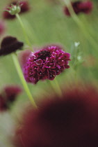 Scabious, Scabiosa atropurpurea 'Deep Red'.