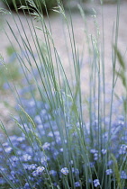 Forget-me-not, Myosotis.