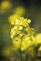 Mustard, White mustard, Sinapis alba.