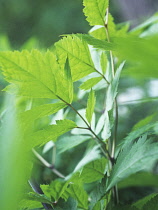 BlackCohosh, Cimifuga racemosa.