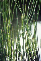 Horsetail, Water horsetail, Equisetum fluviatile.