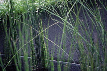 Horsetail, Water horsetail, Equisetum fluviatile.