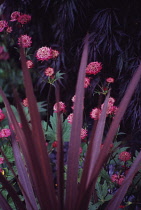 Cordyline, Cordyline australis 'Purpurea'.