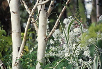 Birch, Betula jacquemontii.