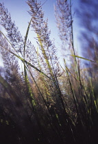 Korean feather reed grass, Calamagrostis brachytrica, Stipabrachytrica.