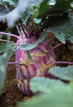 Kohlrabi, Brassica oleracea gongylodes.