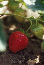 Strawberry, Fragaria 'Red Gauntlet'.
