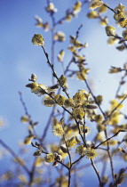 Pussy Willow, Salix caprea.