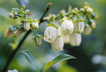 Blueberry, Vaccinium.