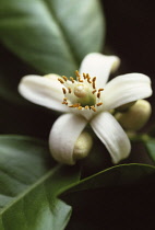 Grapefruit, Citrus paradisi.