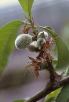 Peach, Prunus persica 'Barrington'.