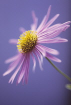 Aster, Aster x frikartii.