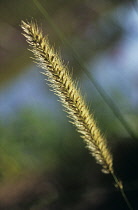 Africanfeathergrass, Pennisetum macrourum.