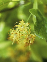 Linden, Lime tree, Tilia europea.