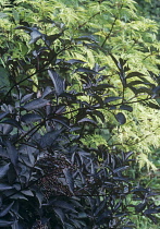 Elder, Sambucus nigra.