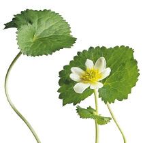 Marshmarigold, Caltha palustris 'Alba'.